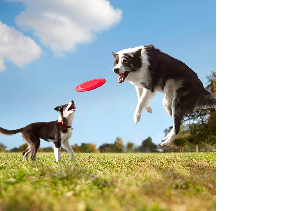 フリスビーでキャッチボールをする2匹の犬