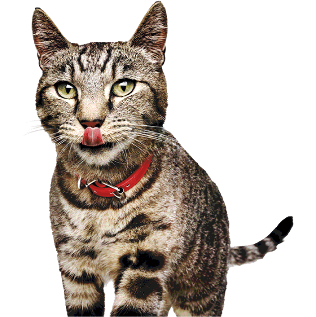 猫が唇をなめる画像
